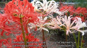 Паучья лилия