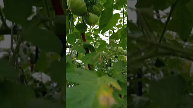 Томат Гигант Бельгии желтый смотреть онлайн