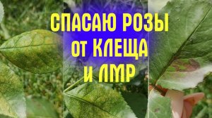 На РОЗАХ ПЯТНА! Что ЭТО и КАК ЛЕЧИТЬ?! КОКТЕЙЛЬ ДЛЯ ОБРАБОТКИ РОЗ ЛЕТОМ