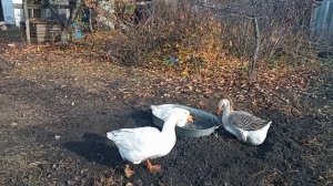 Гуси Холмогоры! прибавление!