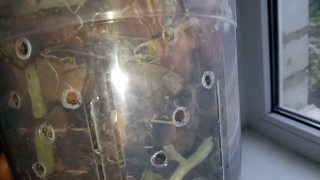 Орхидея Golden Beauty .Цветение. смотреть онлайн