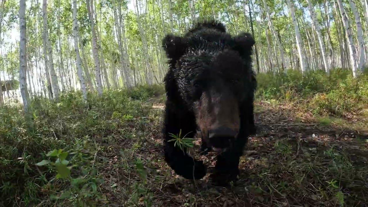 Буржуй ненасытный. смотреть онлайн