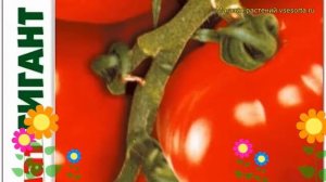 Томат Гигант красный. Краткий обзор, описание характеристик solanum lycopersicum Gigant krasnyj