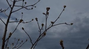 Саженцы не просыпаются, что делать? Как запустить декоративные и плодовые деревья после посадки?