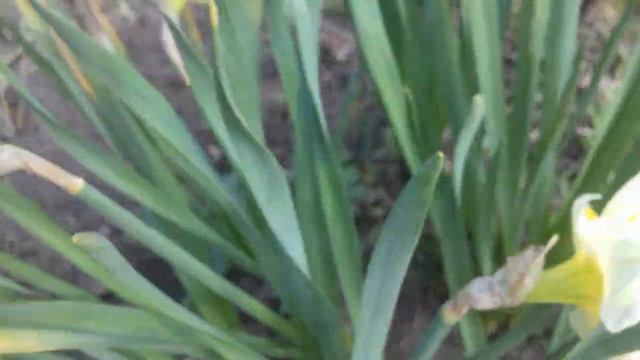 Весеннее уральское цветение в саду. смотреть онлайн