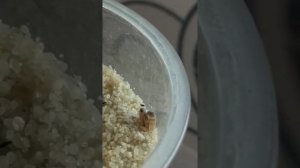 Разведение саранчи. Как выглядят личинки в грунте