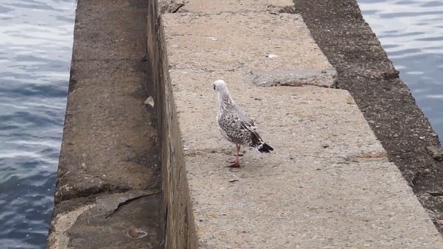 Крым, Алушта, Ялта (август 2022) смотреть онлайн