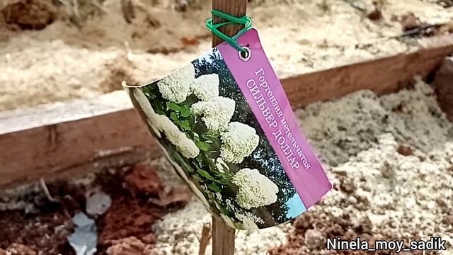 Посадка гортензий из магазина 'Светофор' в открытый грунт. Время пришло по Сибири.
