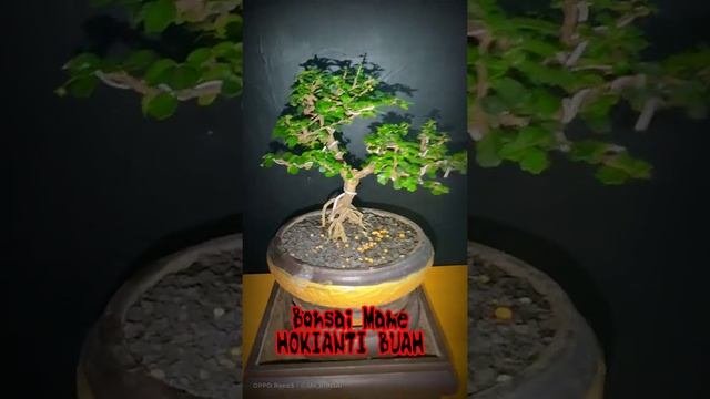 BONSAI HOKIANTI BUAH || Carmona microphylla #Shorts