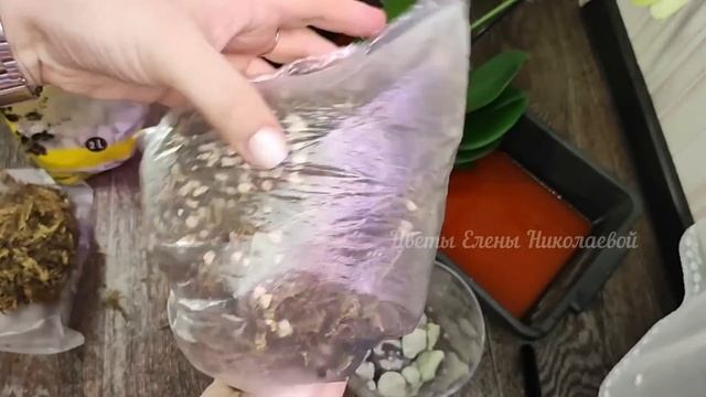 НАЛЕЙТЕ в ОРХИДЕИ и ВМИГ ЗАЦВЕТЕТ, Корни полезут со всех щелей смотреть онлайн