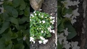 Фиалка садовая,посадка,уход,размножение