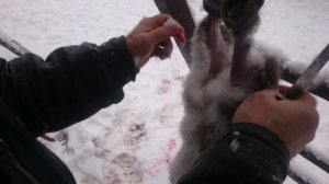 Как снять правильно с кролика шкурку. Remove the skin from the rabbit..