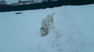 собака порода алабай.