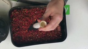 Как Сделать ПВА Стик Для Карповой Рыбалки