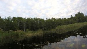 Нахлыст. Ловим краснопёрку на озере Сосна 2ч.