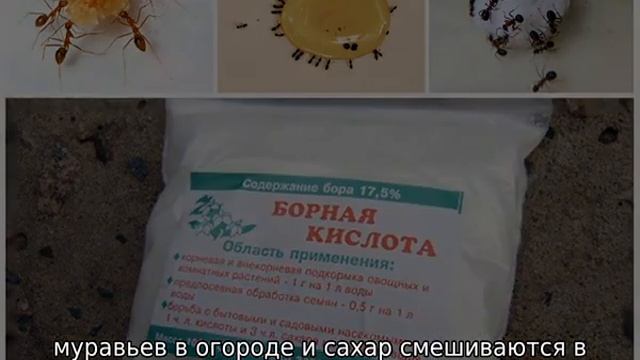 Борная кислота от муравьев в огороде