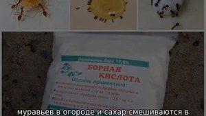 Борная кислота от муравьев в огороде