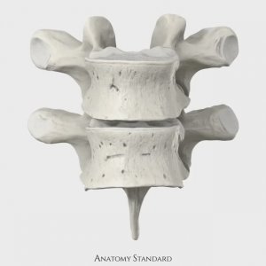 Типичные грудные позвонки | Vertebrae thoracicae (T5–T6)