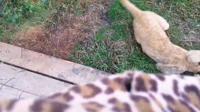 Сафари парк"Прайд" Гудаута. Абхазия. Знакомство. Часть вторая "Наши детки-конфетки" смотреть онлайн