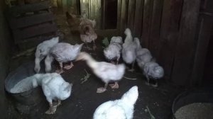 Кормление гусей ,уток,кур пшеницей