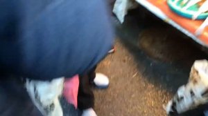 Морские чудовища. Рыбный рынок в Корее. Рыбный рынок Пусана.