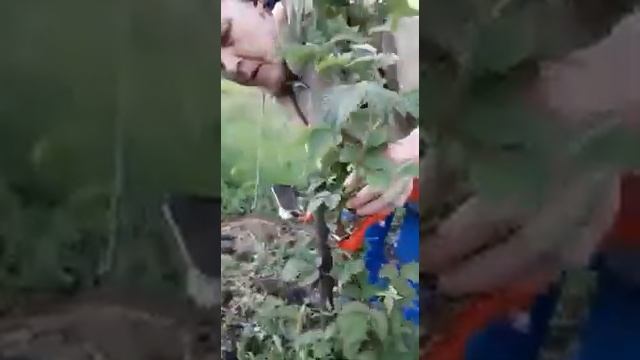 Отзыв клиента о подвязке малины тапенером