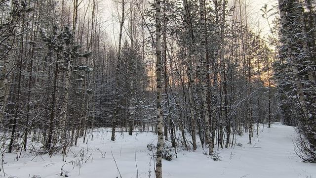Заснеженный лес. ч.3. Декабрь 2023