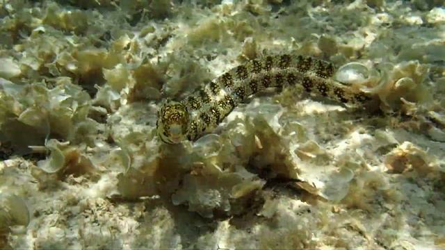 Встреча с прекрасной муренкой на мелководье. Красное море, Сахл Хашиш, Египет смотреть онлайн
