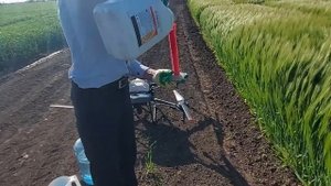 Обработка фунгицидом и инсектицидом делянок озимого ячменя дроном Agras T10