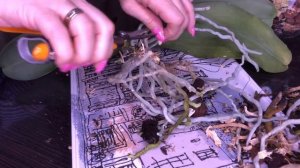 Орхидеи теряют тургор? Что делать? Пересадка двух орхидей