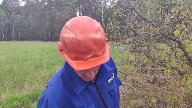 Валка дуба винтовым валочным клином Stihl MS 361 ??????