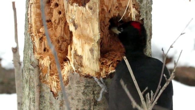 "В поисках короедов" Черный долбит дерево Black Woodpecker смотреть онлайн