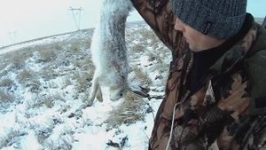 За зайцем в деревне. НАЧАЛ ТРОПИТЬ ПРЯМ С ДЕРЕВНИ. Охота на зайца.