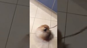 Как отучить собаку лаять