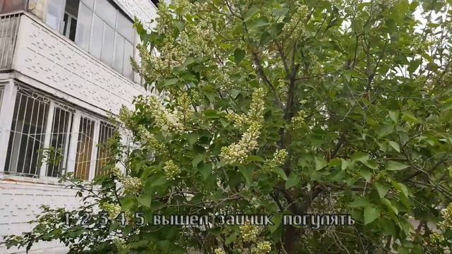 13 мая 2021 деревья в цвету Приятный аромат цветения смотреть онлайн