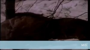 Вепрь Vs Тигр