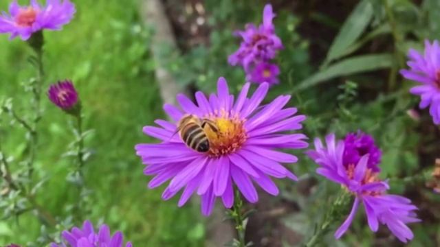 ?Работа на пасеке. Май. смотреть онлайн