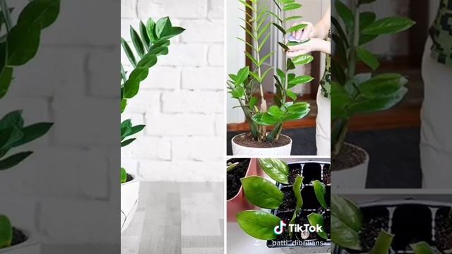 КАК ПЕРЕСАДИТЬ ЗАМИОКУЛЬКАС?ДОЛЛАРОВОЕ ДЕРЕВО!