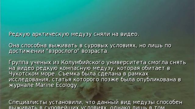 Редкую арктическую медузу сняли на видео