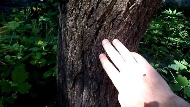 Деревья в саду дикие или неурожайные? Не проблема! смотреть онлайн