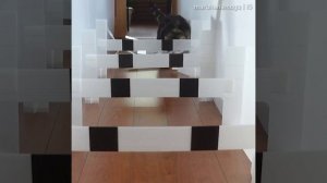 Котики такие котики, очень разные