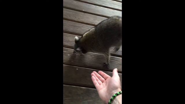 Енот в Майами смотреть онлайн