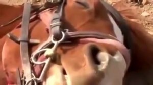 If people attempt to ride, this horse pretends to die
