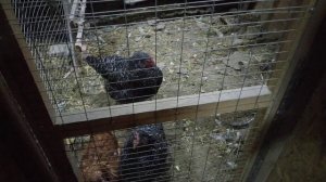 Почему вьетнамские вислобрюхие,и переезд в деревню