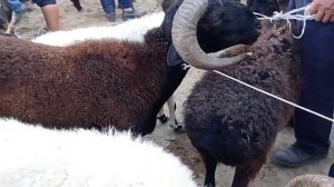 Jondor mol bozori qo'y-qo'zilar narxlari 8/08/2021