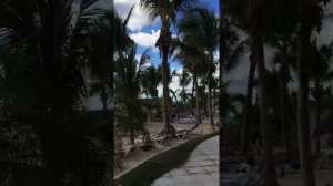 Whala!bayahibe обзор отеля