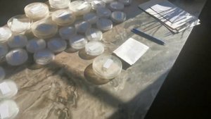 Пересорта не будет, если выполнять это простое правило! Проращивание семян в чашках Петри