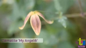 Clématite tangutica 'My Angel®' - Pépinières TRAVERS - Spécialiste des plantes grimpantes