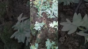 размножение самшита результат укоренёния черенков