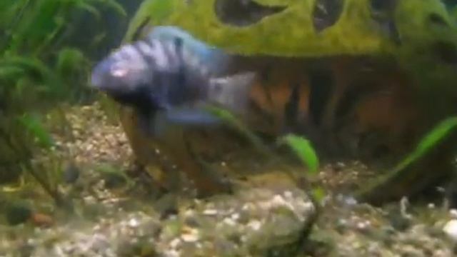 Чернополосая цихлозома и цихлазома Меека смотреть онлайн